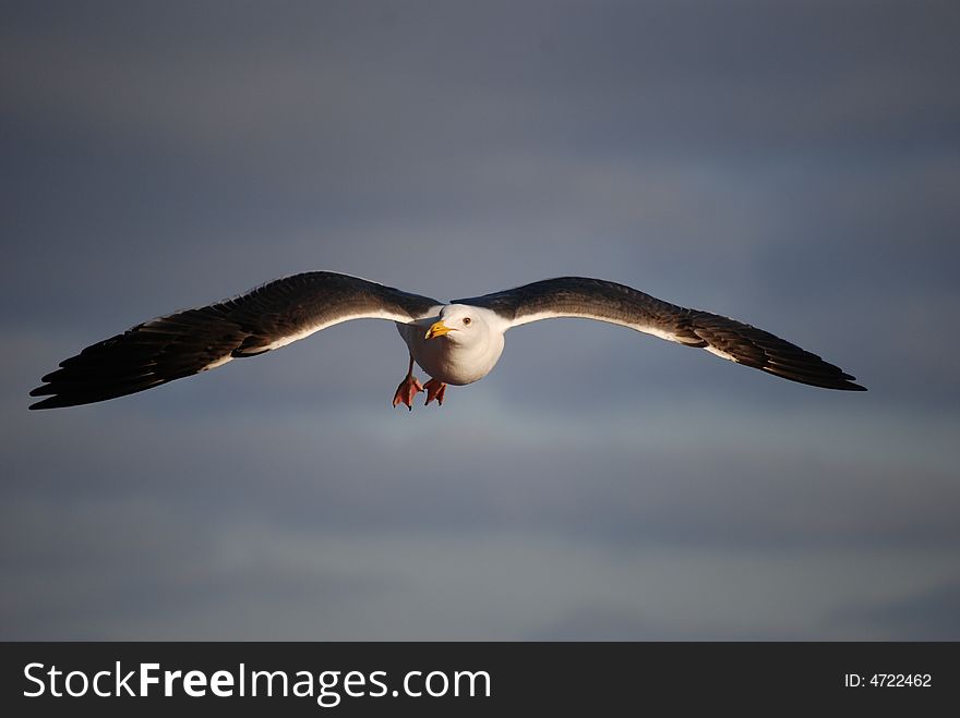 Sea Gull With Wings Outstretched