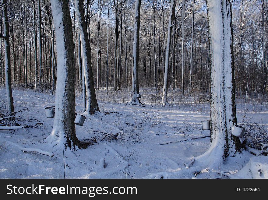 Metal pails collecting maple sap from trees in a maple grove.  Spring snow storm slows the production.