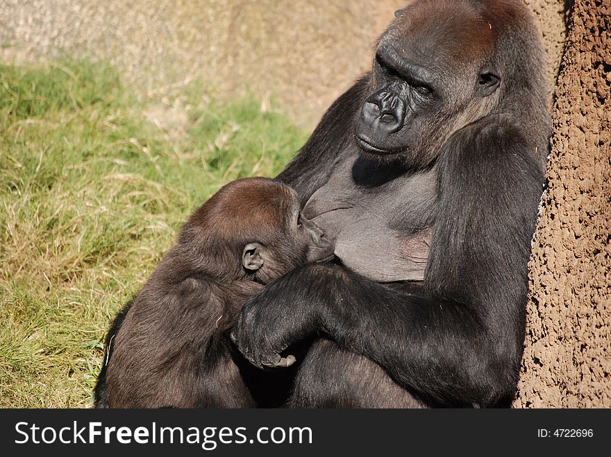 A mother Wester Lowland Gorilla nursing her young.  Taken at the Los Angeles Zoo.