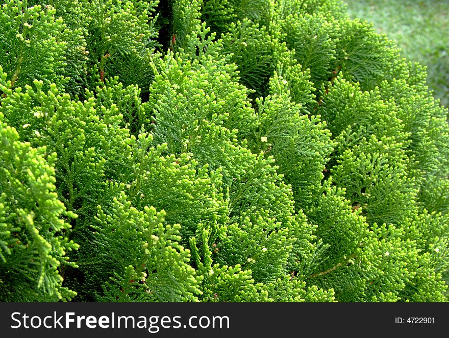 Close up of green leave texture