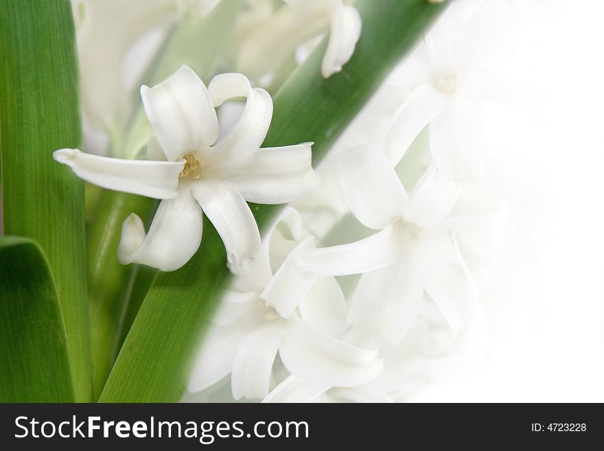 Beautiful background with a white hyacinth for a card