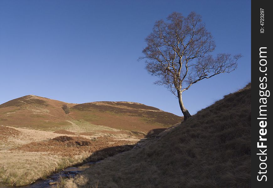 Birch tree on moorland hillside