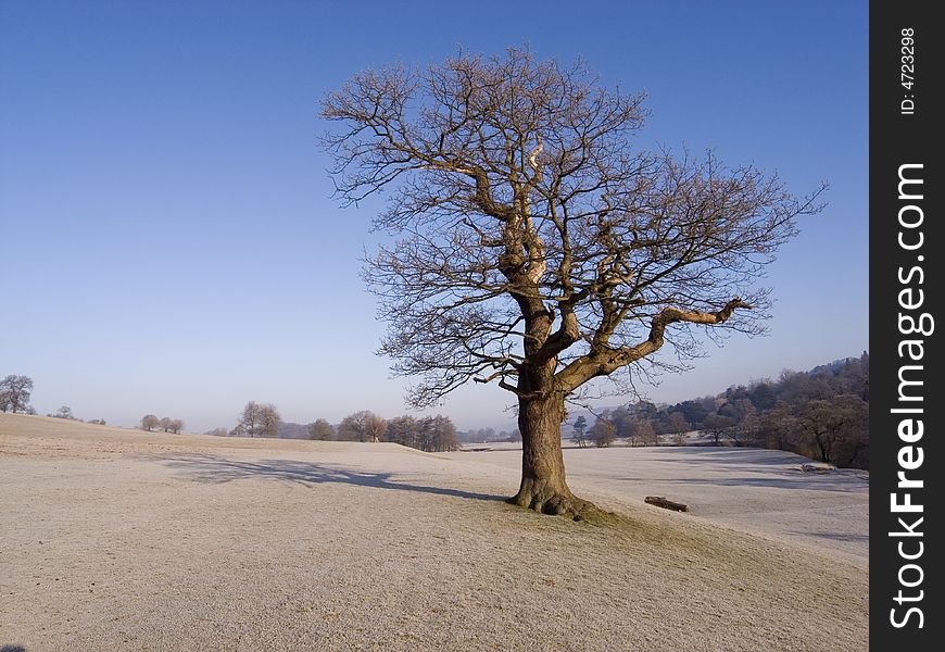 Old oak treein grassy park with frost. Old oak treein grassy park with frost