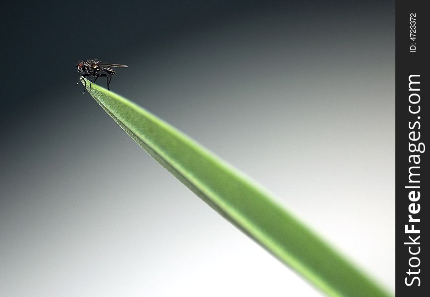 Fly On The Tip Of A Leaf