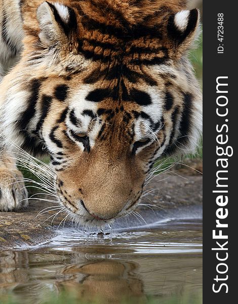 Tiger drinking water from pond