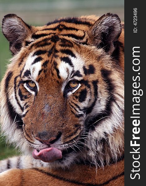 Close up head photo of tiger