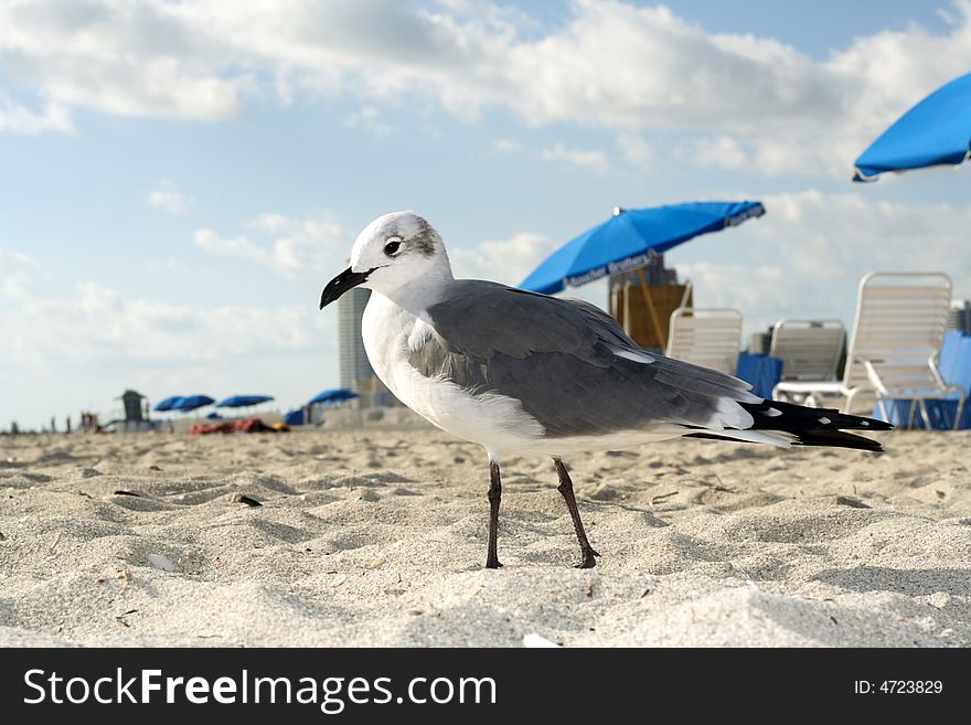 Seagull standing on the beach with some umbrellas in the background. Seagull standing on the beach with some umbrellas in the background.