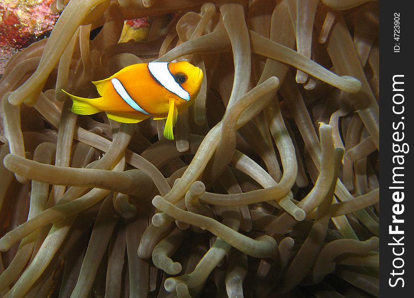 Clownfish swimming in anenome tentacles. Clownfish swimming in anenome tentacles