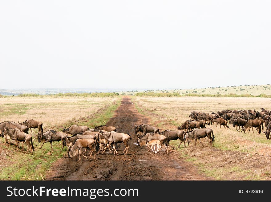 A group of gnu while emigrating from the masai mara reserve. A group of gnu while emigrating from the masai mara reserve