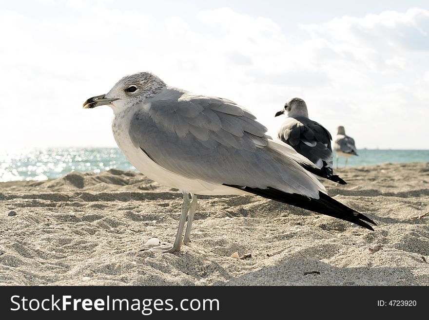 Seagulls on the beach