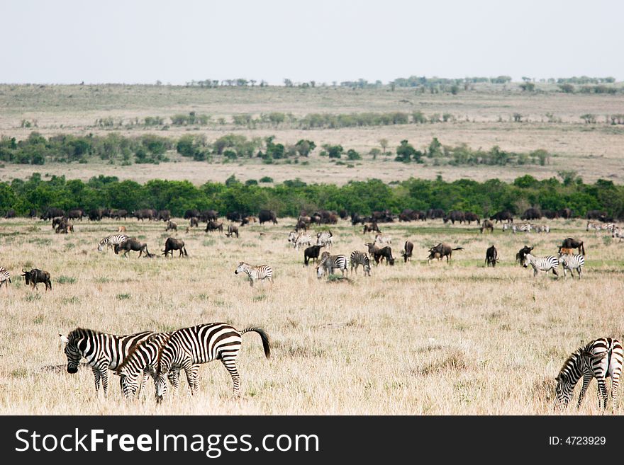 A group of gnu and zebras while emigrating from the masai mara reserve. A group of gnu and zebras while emigrating from the masai mara reserve