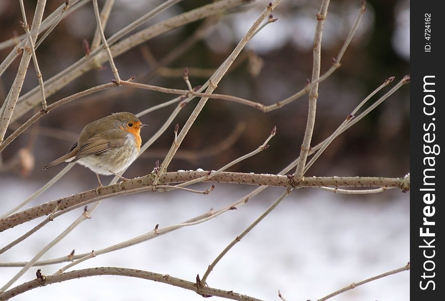 A Robin on a twig on a cold morning with blurry snow in the background. A Robin on a twig on a cold morning with blurry snow in the background.