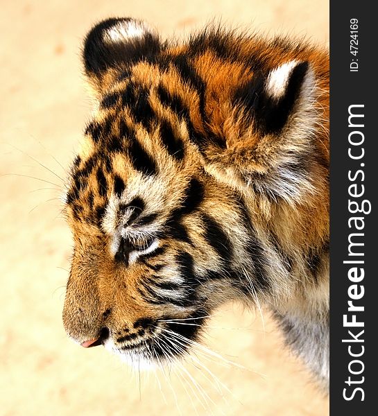 A head shot of a sad looking tiger cub. A head shot of a sad looking tiger cub