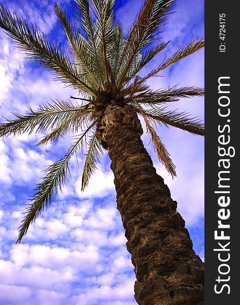 A palm tree in lehavim - ISRAEL