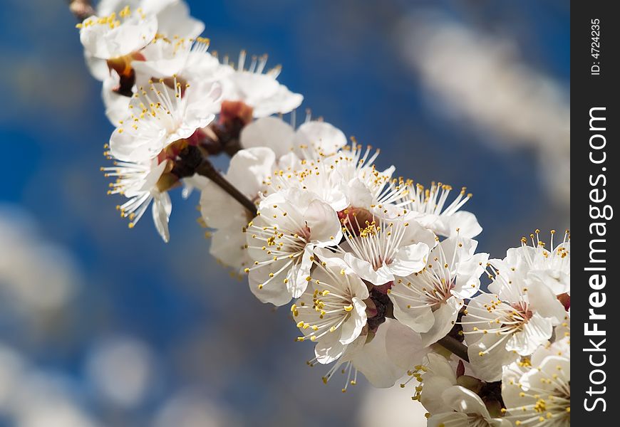 Close up of apricot bloossoming branch on blue background. Close up of apricot bloossoming branch on blue background