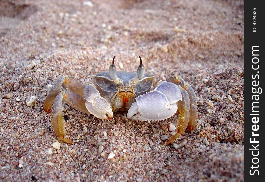 Stalk-eyed crab on sand of beach looking for some food