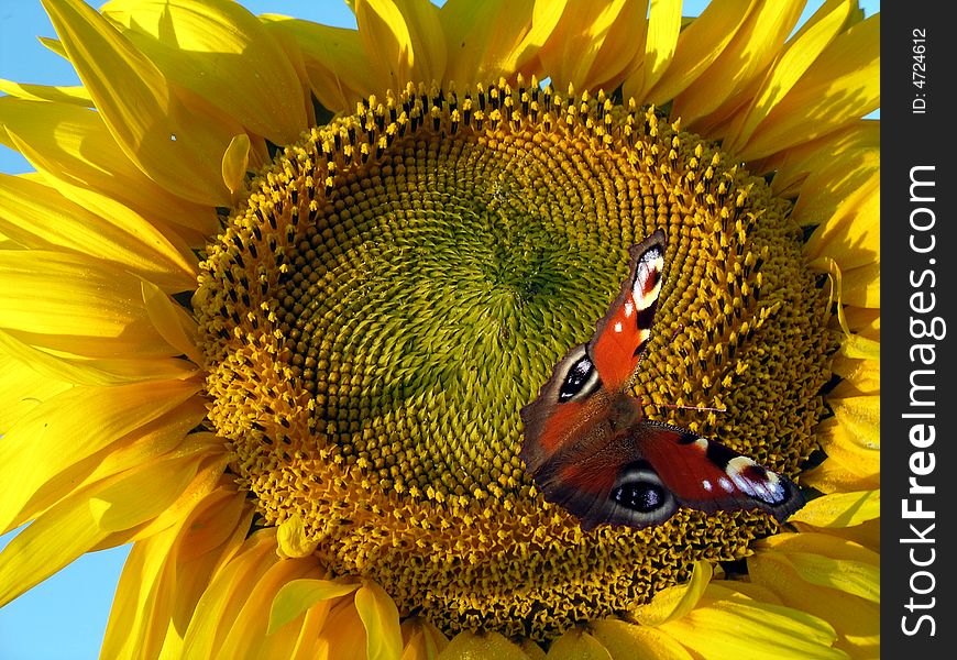 Butterfly on the yellow sunflower