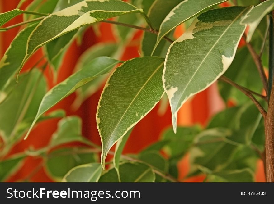 Leaves On Red Background