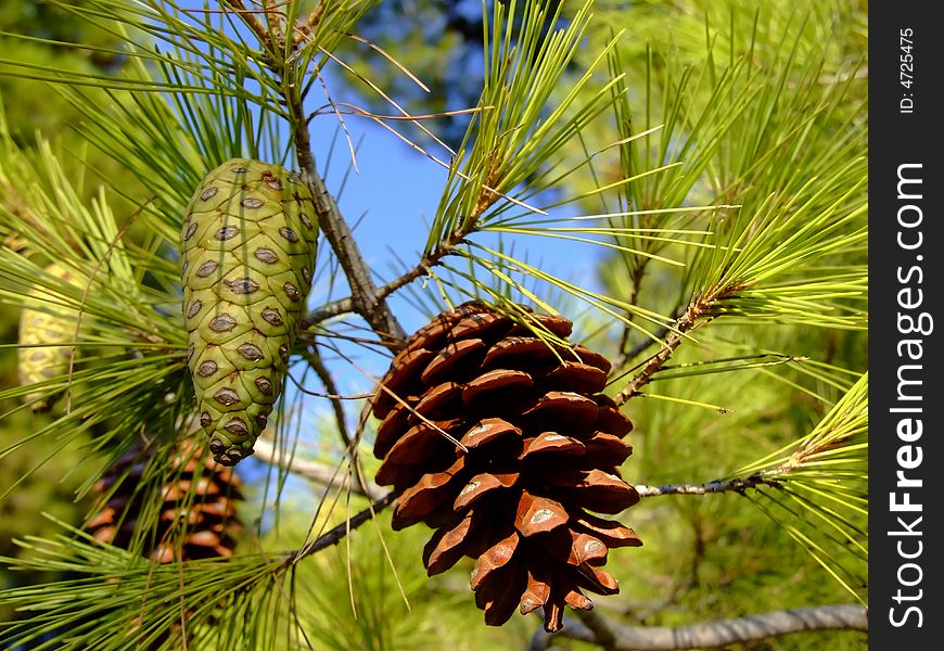 Fir Cones On The Tree