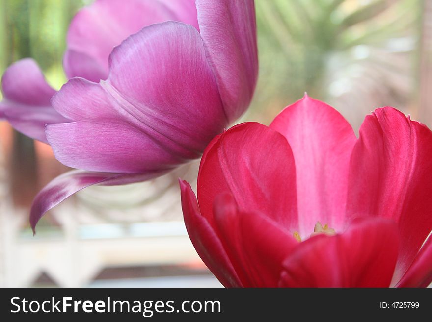 Purple and red tulips with green background. Purple and red tulips with green background.