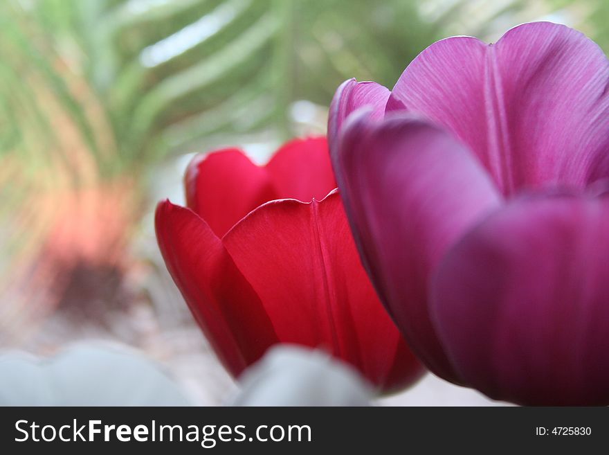 Red and purple tulips with a green background. Red and purple tulips with a green background.