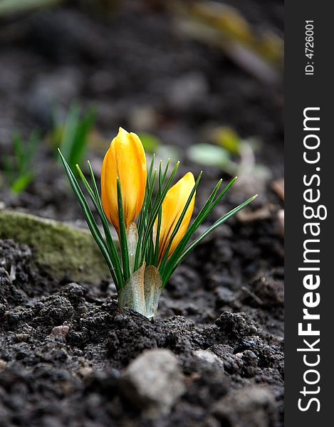 Yellow Crocus Flower Starts To Bloom