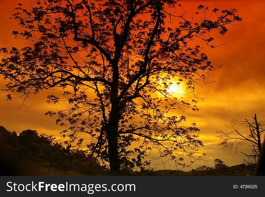Tree with red sky sunset in background