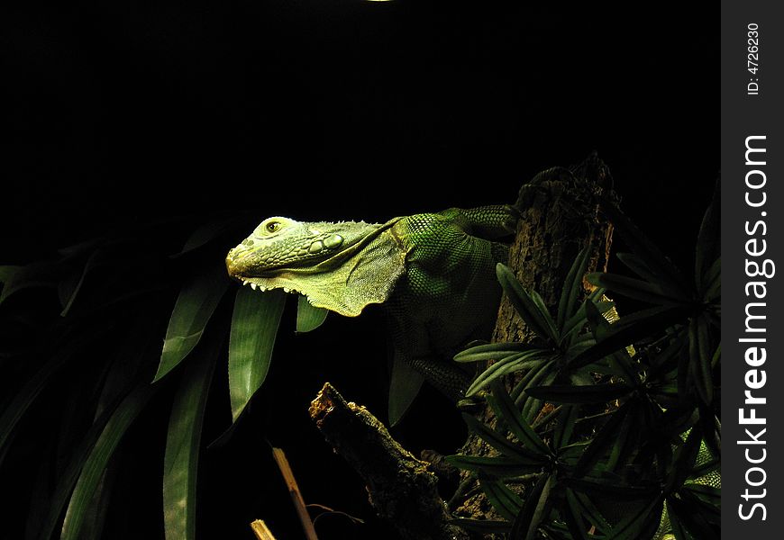 A green lizard hidden in tree