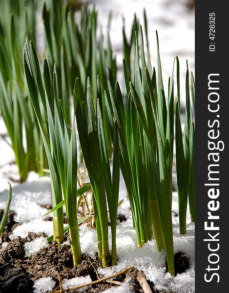 Young Narcissus Plant Out Of Snow