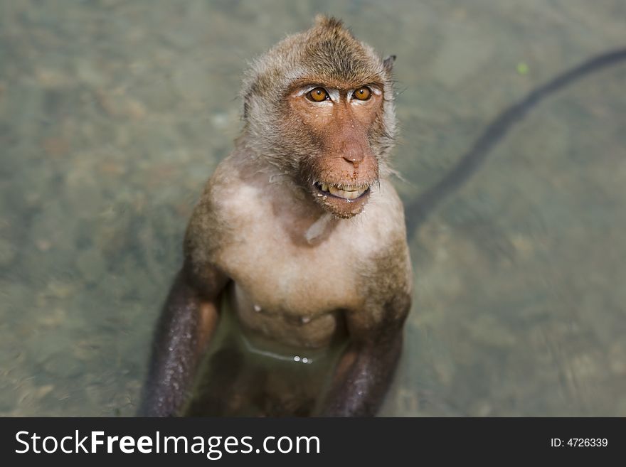 Wet monkey baring its teeth in the water. Wet monkey baring its teeth in the water.