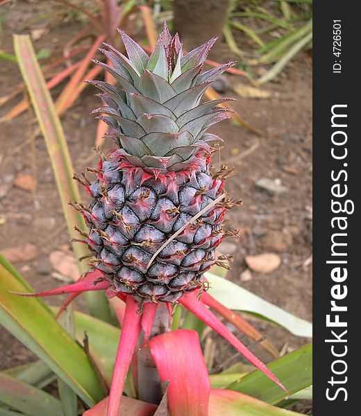 Fresh Pineapple fruit, it stand still between its leafs