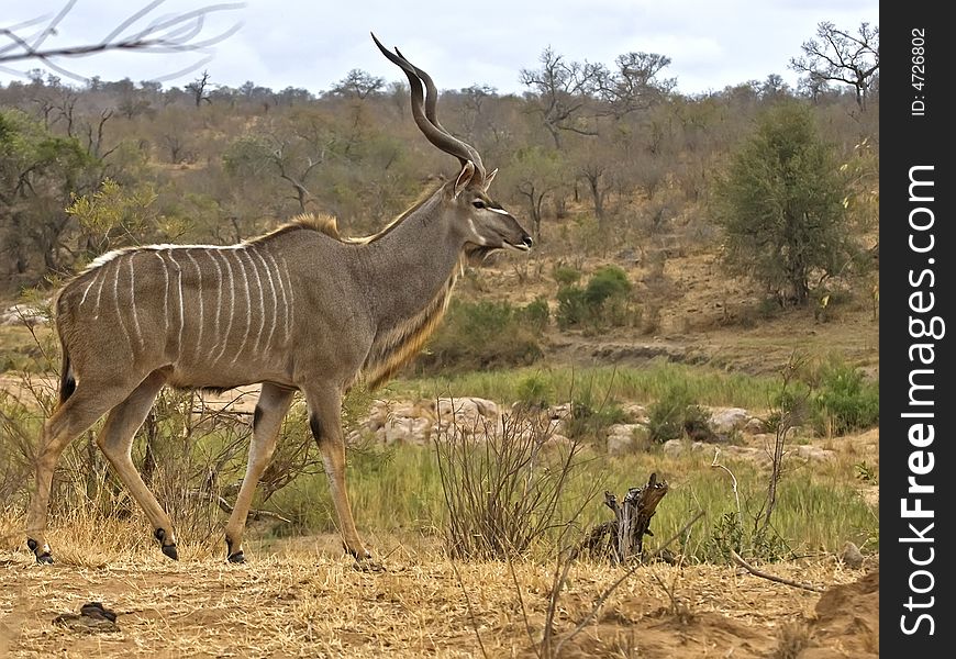 Surely the most beautiful of all African Antelope the Kudu. Surely the most beautiful of all African Antelope the Kudu