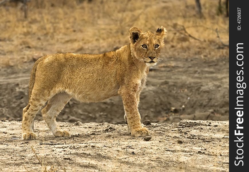 Lion Cubs are very cute and cuddly when they are small. Lion Cubs are very cute and cuddly when they are small
