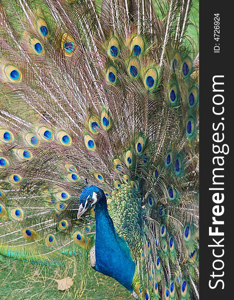 A peacock with colorful feather