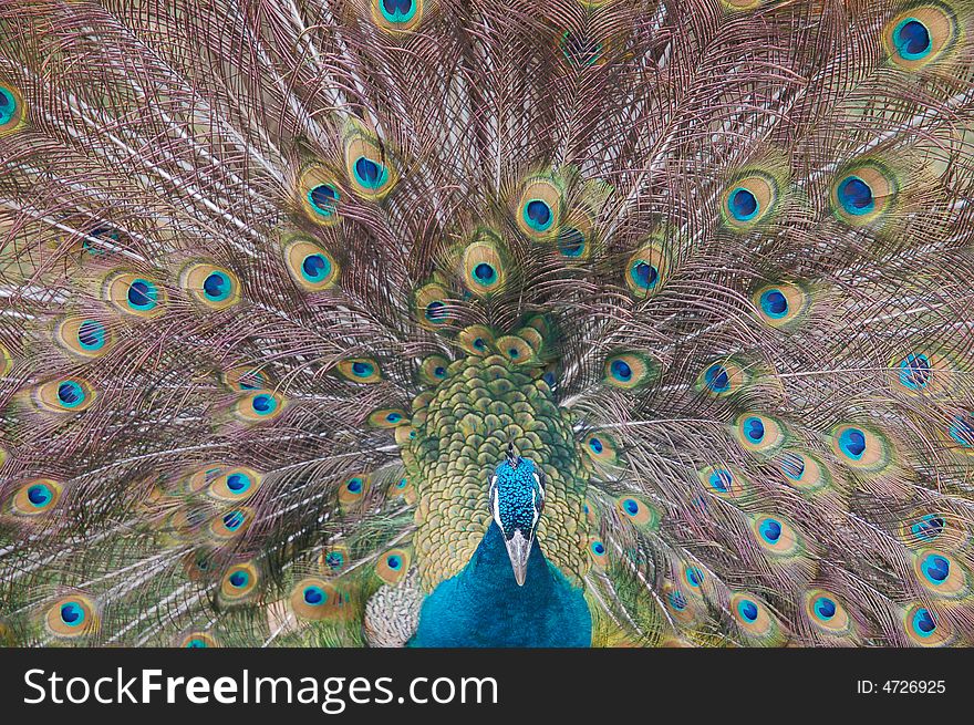 A peacock with colorful feather