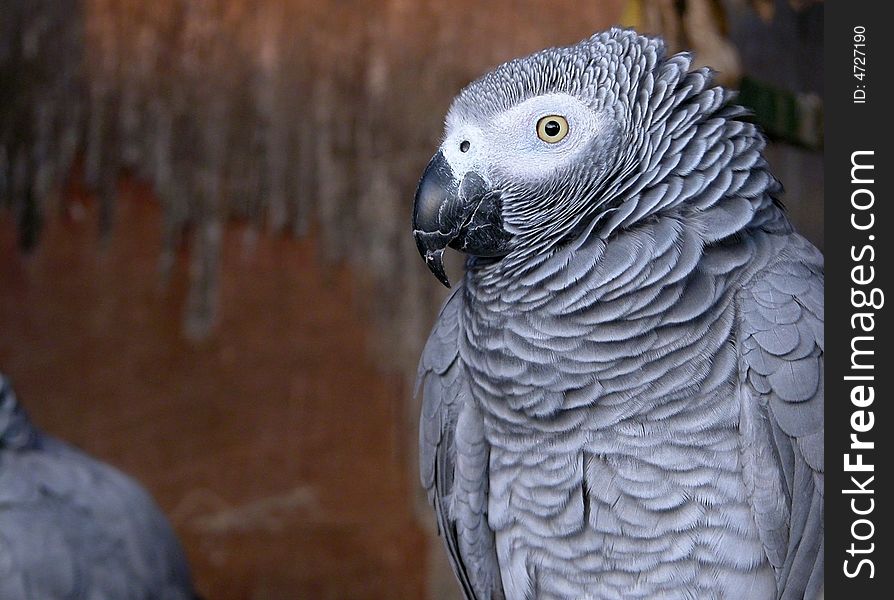 Parrot in a birdcage showing its face. Parrot in a birdcage showing its face