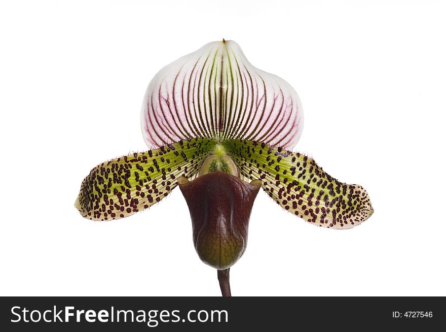 Lady slipper orchid hybrid with spots and stripes on a white background looking straight at the flower
