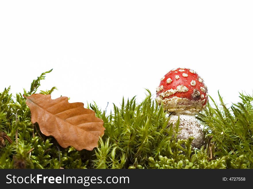 Autumn red mushroom, leaf and moss; white background