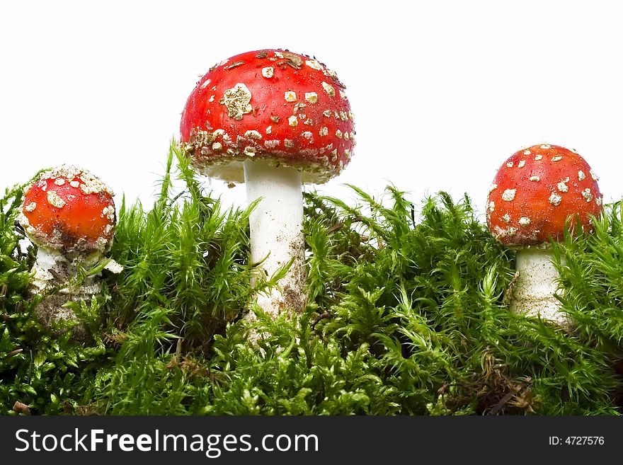 Autumn red mushrooms and moss; white background