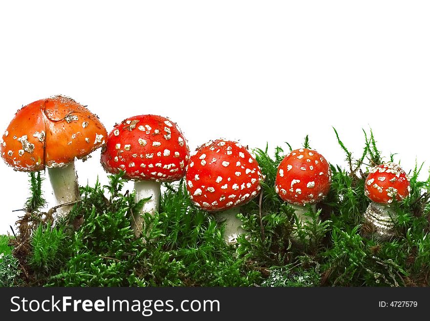 Autumn red mushrooms and moss; white background. Autumn red mushrooms and moss; white background