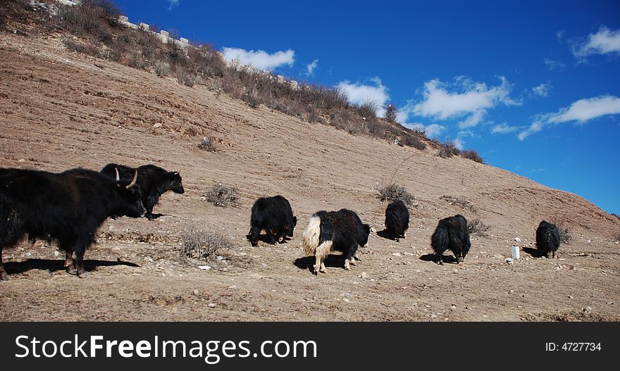 We see a lot of yak on shangri-la.It's fun.