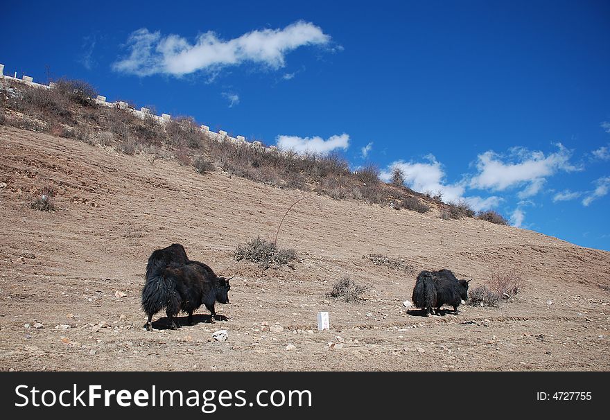 We see a lot of yak on shangri-la.It's fun.