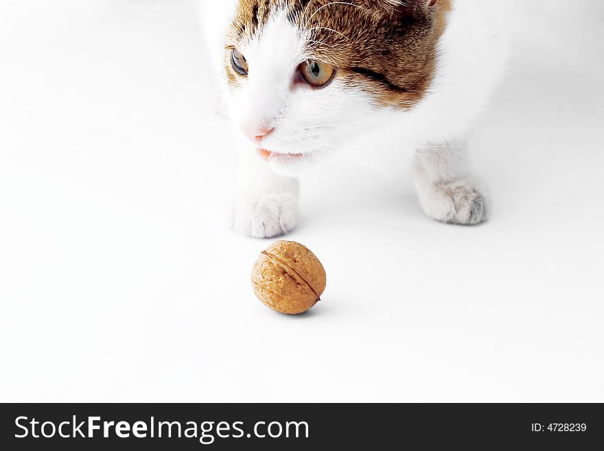 Cute cat and walnut on white background