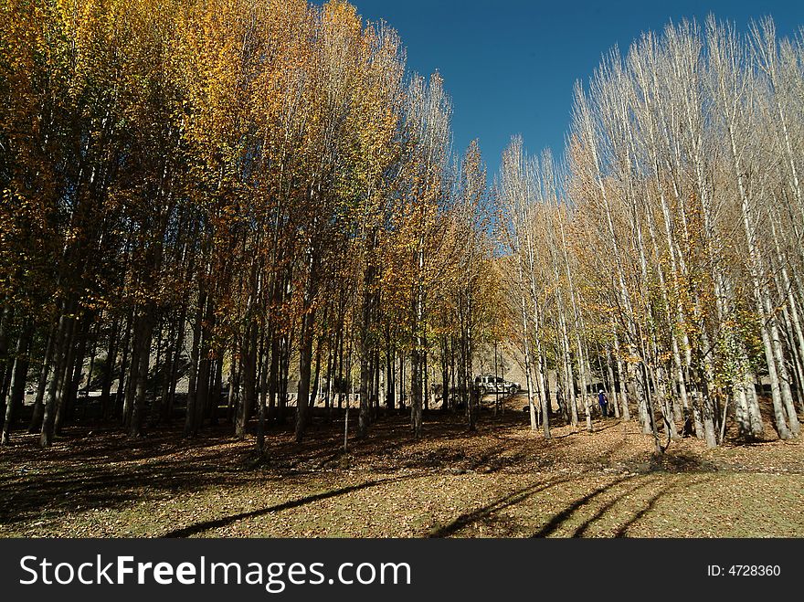 Plateau of the Red Pine Forest, in the autumn sunshine, especially beautiful. Plateau of the Red Pine Forest, in the autumn sunshine, especially beautiful.