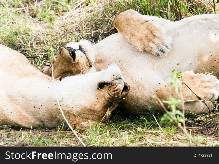 Lions at rest in the early morning in the masai mara reserve