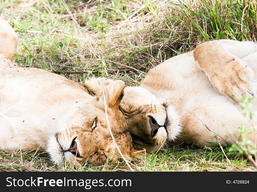 Lion male at rest in the early morning in the masai mara reserve. Lion male at rest in the early morning in the masai mara reserve