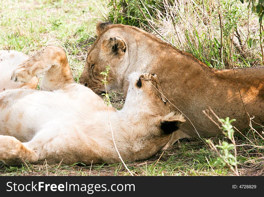 Lion male at rest in the early morning in the masai mara reserve. Lion male at rest in the early morning in the masai mara reserve