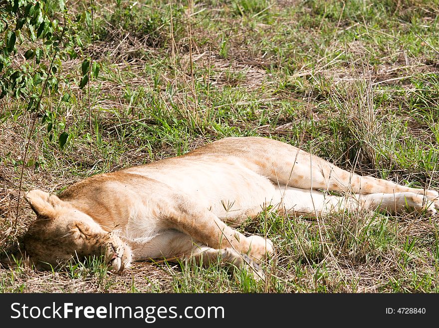 Lion male at rest in the early morning in the masai mara reserve. Lion male at rest in the early morning in the masai mara reserve