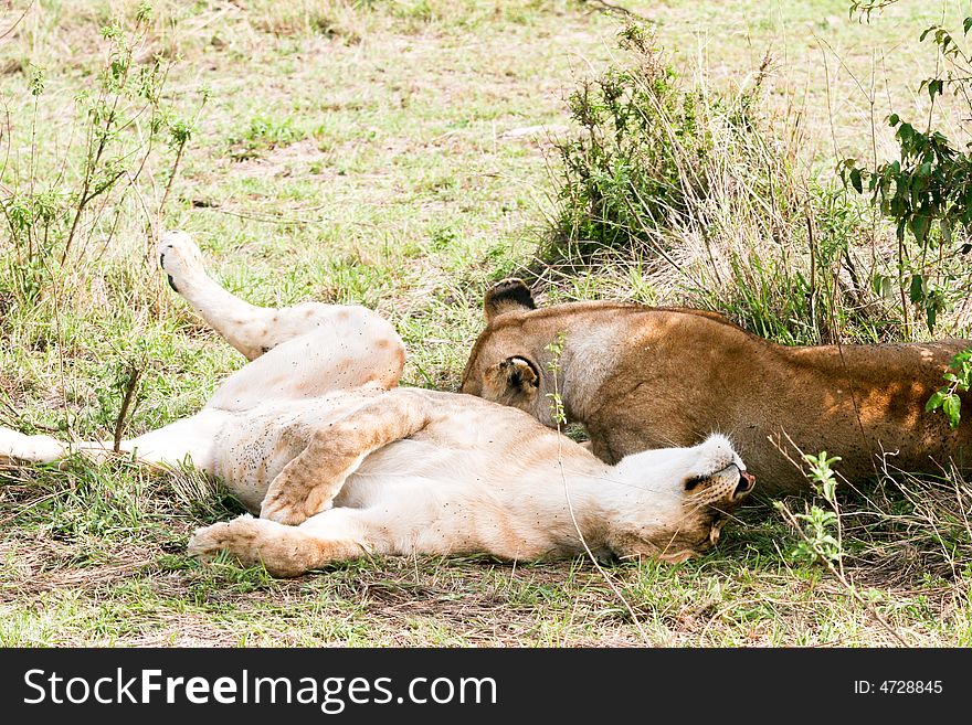 Lion male at rest in the early morning in the masai mara reserve. Lion male at rest in the early morning in the masai mara reserve