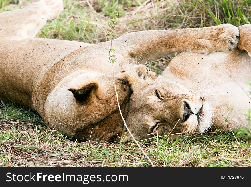 Lions At Rest